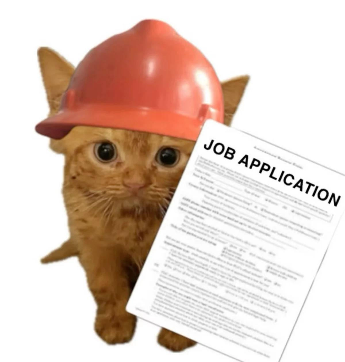 A cat in a hard hat holding a job application